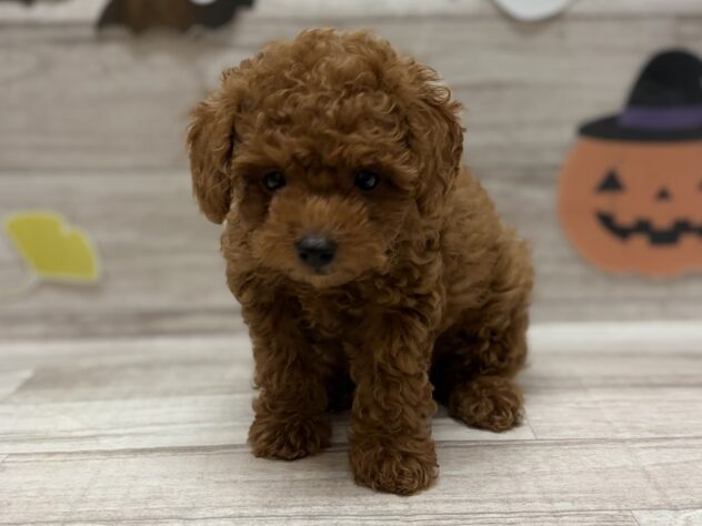 岩手県のトイプードル(トイ) (アミーゴ一関店/2025年7月28日生まれ/男の子/レッド)の子犬