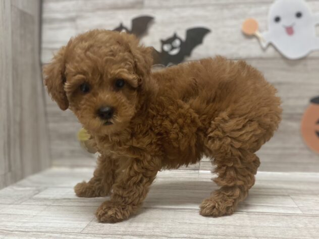 岩手県のトイプードル(トイ) (アミーゴ一関店/2025年7月24日生まれ/女の子/レッド)の子犬