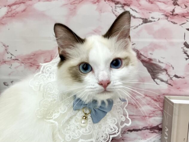 岡山県のラグドール (ワンキャラット アミーゴ高屋店/2025年6月14日生まれ/男の子/シールポイントバイカラー)の子猫の1枚目の画像