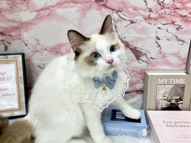 岡山県のラグドール (ワンキャラット アミーゴ高屋店/2025年6月14日生まれ/男の子/シールポイントバイカラー)の子猫の2枚目の画像