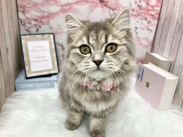 岡山県のブリティッシュロングヘアー (ワンキャラット アミーゴ高屋店/2025年4月24日生まれ/女の子/ブルータビー)の子猫の2枚目の画像
