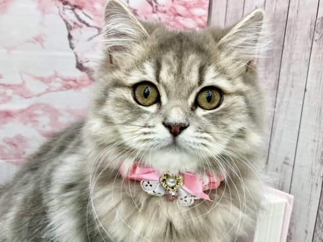 岡山県のブリティッシュロングヘアー (ワンキャラット アミーゴ高屋店/2025年4月24日生まれ/女の子/ブルータビー)の子猫の1枚目の画像