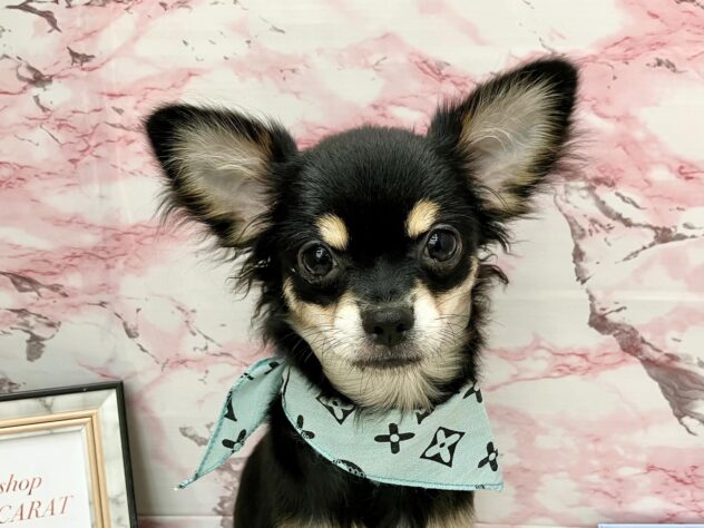 2025年5月14日生まれのチワワ(ロング)の1枚目の写真