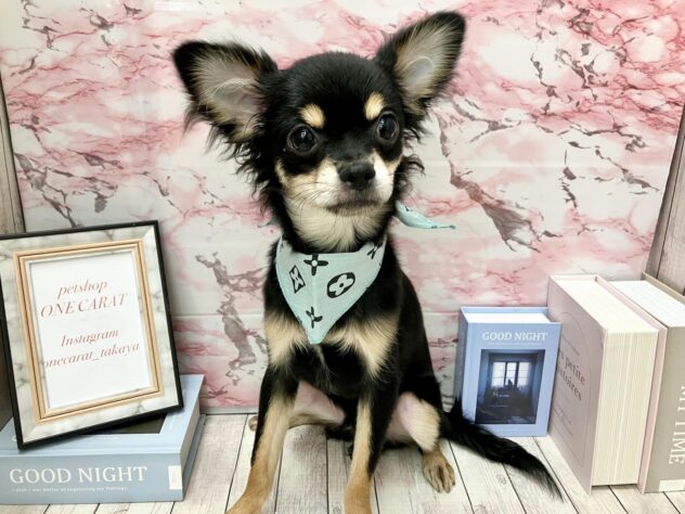 2025年5月14日生まれのチワワ(ロング)の2枚目の写真