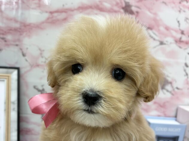 岡山県のハーフ犬・ミックス犬 (ワンキャラット アミーゴ高屋店/2025年8月30日生まれ/女の子/クリーム)の子犬の1枚目の画像