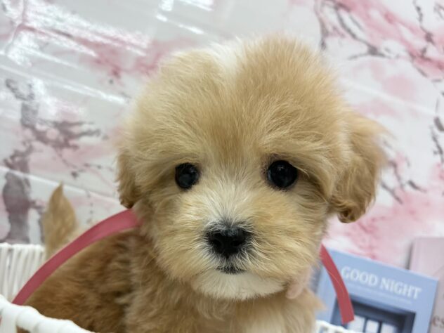 岡山県のハーフ犬・ミックス犬 (ワンキャラット アミーゴ高屋店/2025年8月30日生まれ/女の子/クリーム)の子犬の2枚目の画像