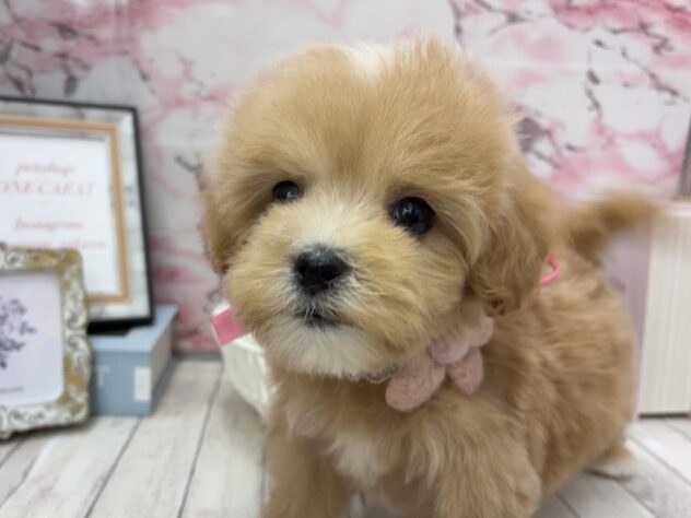 岡山県のハーフ犬・ミックス犬 (ワンキャラット アミーゴ高屋店/2025年8月30日生まれ/女の子/クリーム)の子犬の3枚目の画像