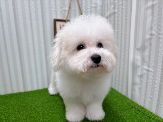 岡山県のビションフリーゼ (アミーゴ倉敷店/2025年8月27日生まれ/男の子/ホワイト)の子犬の2枚目の画像