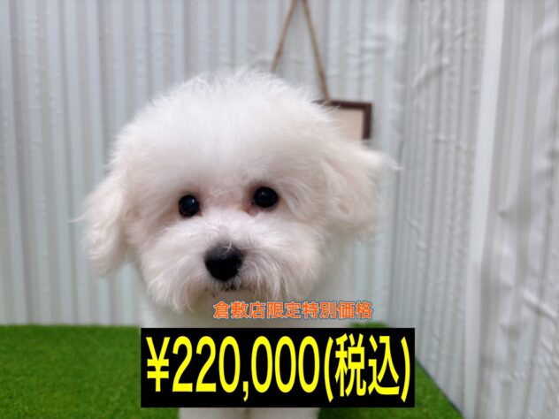 岡山県のビションフリーゼ (アミーゴ倉敷店/2025年8月27日生まれ/男の子/ホワイト)の子犬の1枚目の画像