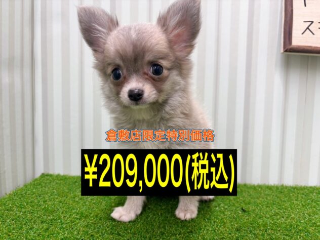 岡山県のチワワ(ロング) (アミーゴ倉敷店/2025年8月9日生まれ/女の子/クリームフォーン)の子犬の1枚目の画像