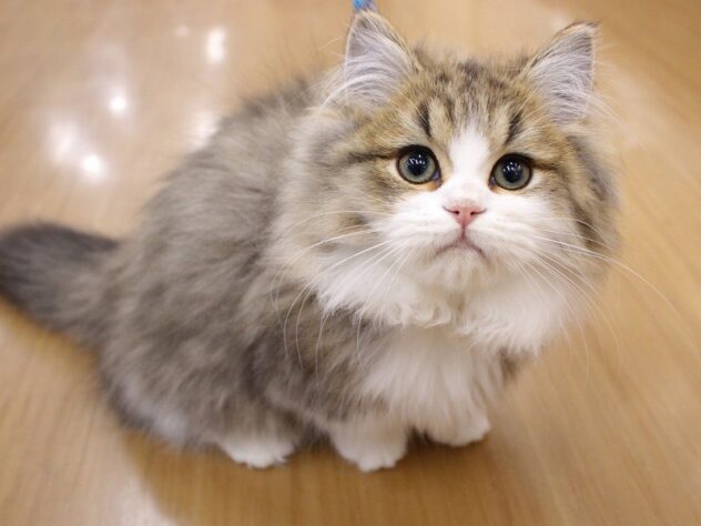 兵庫県のミヌエット (ペット・プラザ アミーゴ三田店/2025年7月13日生まれ/男の子/ブラウンタビーホワイト)の子猫の4枚目の画像