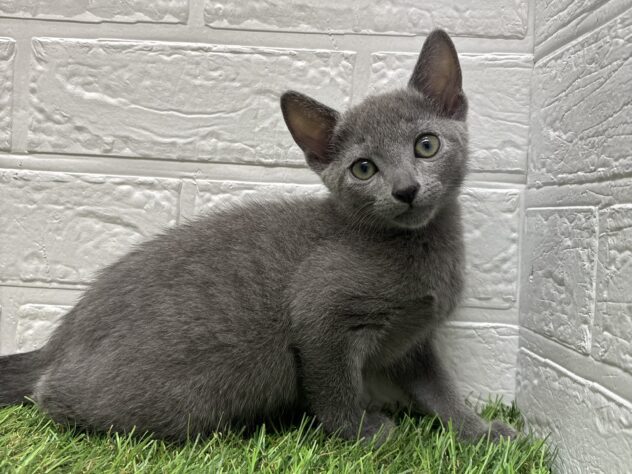 新潟県のロシアンブルー (アミーゴ新潟小新店/2025年8月7日生まれ/女の子/ブルー)の子猫の2枚目の画像