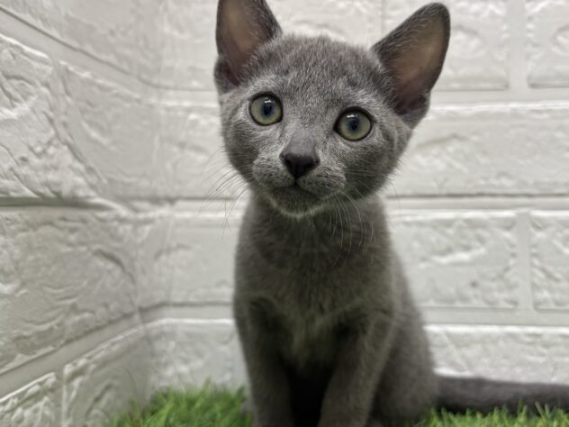 新潟県のロシアンブルー (アミーゴ新潟小新店/2025年8月7日生まれ/女の子/ブルー)の子猫の3枚目の画像