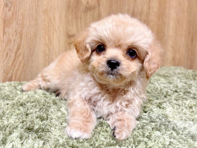 広島県のハーフ犬・ミックス犬 (アミーゴ広島商工センター店/2025年9月1日生まれ/男の子/クリーム)の子犬