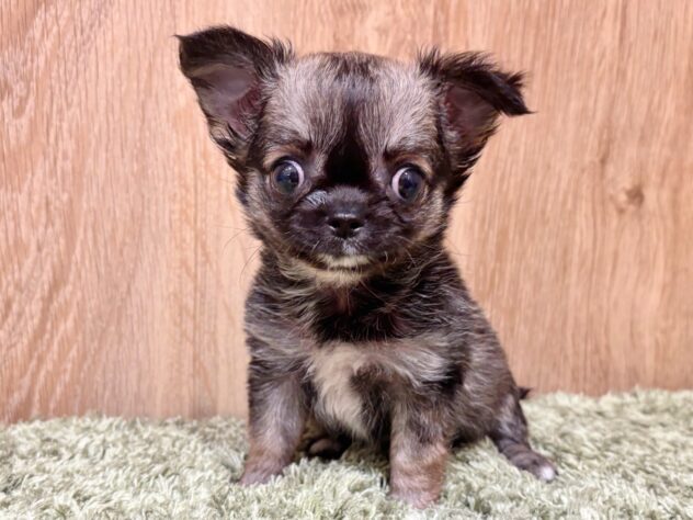 広島県のチワワ(ロング) (アミーゴ広島商工センター店/2025年10月30日生まれ/女の子/フォーン)の子犬