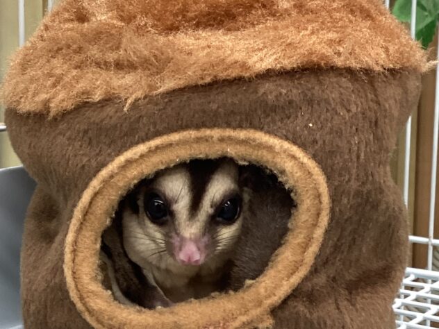 フクロモモンガ | ペットワールド アミーゴ