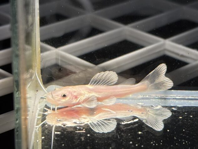 プラチナスケルトンレッドテールキャット | ペットワールド アミーゴ