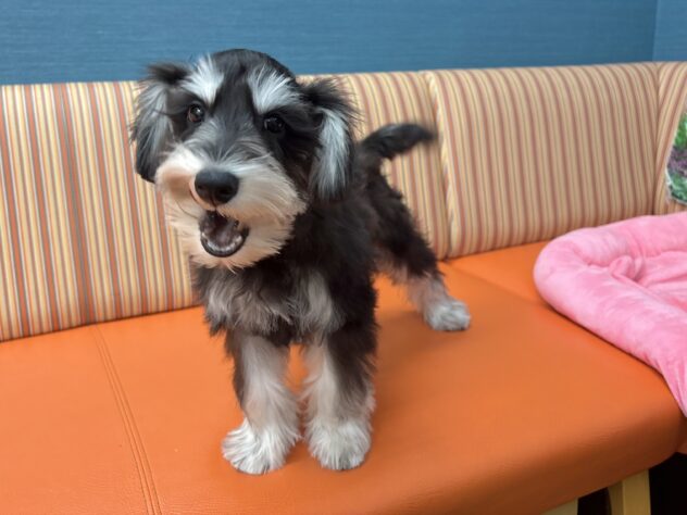 和歌山県のミニチュアシュナウザー (アミーゴ和歌山太田店/2025年9月2日生まれ/男の子/ブラックシルバー)の子犬の3枚目の画像