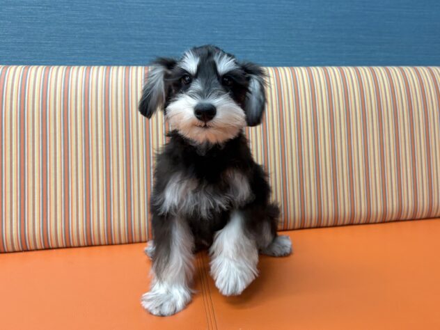 和歌山県のミニチュアシュナウザー (アミーゴ和歌山太田店/2025年9月2日生まれ/男の子/ブラックシルバー)の子犬の2枚目の画像