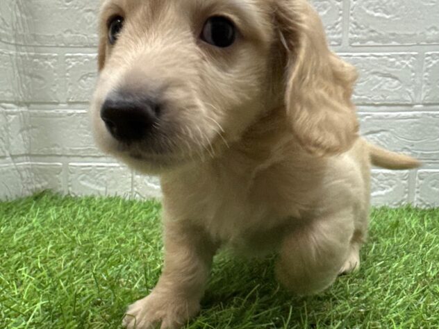 新潟県のミニチュアダックスフンド(ロング) (アミーゴ新潟小新店/2025年8月16日生まれ/男の子/イエロー)の子犬の2枚目の画像