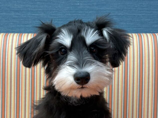 和歌山県のミニチュアシュナウザー (アミーゴ和歌山太田店/2025年9月2日生まれ/男の子/ブラックシルバー)の子犬の1枚目の画像