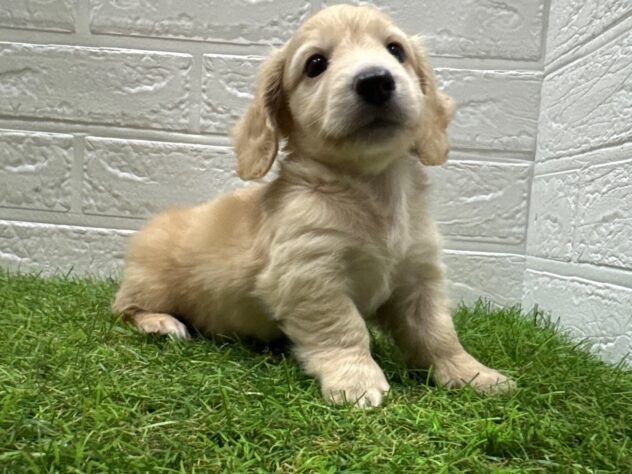 新潟県のミニチュアダックスフンド(ロング) (アミーゴ新潟小新店/2025年8月16日生まれ/男の子/イエロー)の子犬の1枚目の画像