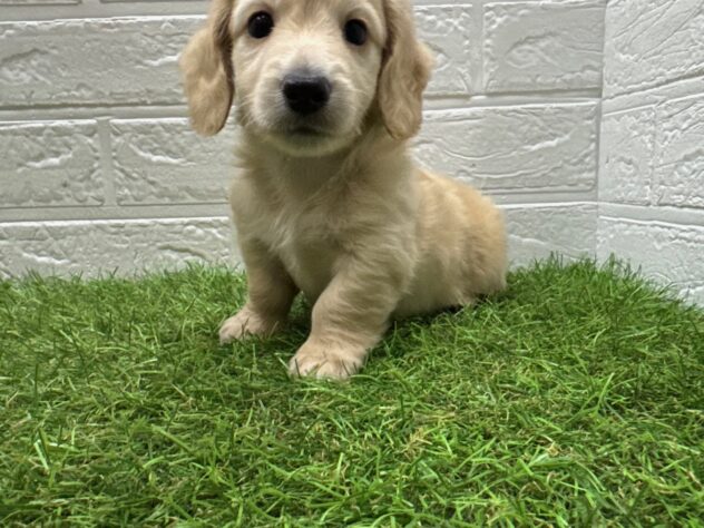 新潟県のミニチュアダックスフンド(ロング) (アミーゴ新潟小新店/2025年8月16日生まれ/男の子/イエロー)の子犬の3枚目の画像