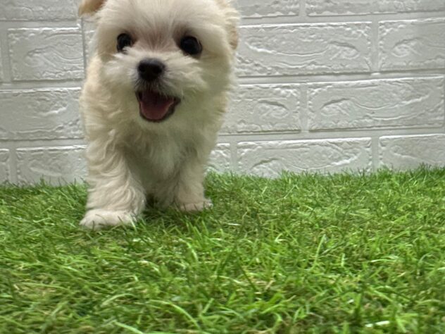 新潟県のハーフ犬・ミックス犬 (アミーゴ新潟小新店/2025年8月4日生まれ/女の子/クリーム)の子犬の3枚目の画像