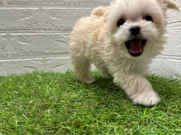 新潟県のハーフ犬・ミックス犬 (アミーゴ新潟小新店/2025年8月4日生まれ/女の子/クリーム)の子犬の2枚目の画像