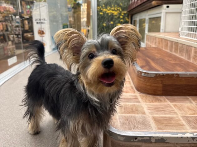 新潟県のヨークシャーテリア (アミーゴ新潟小新店/2025年3月24日生まれ/男の子/スチールブルータン)の子犬の3枚目の画像