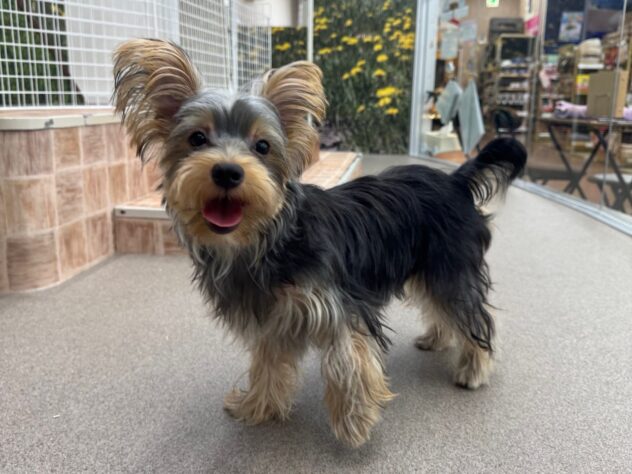 新潟県のヨークシャーテリア (アミーゴ新潟小新店/2025年3月24日生まれ/男の子/スチールブルータン)の子犬