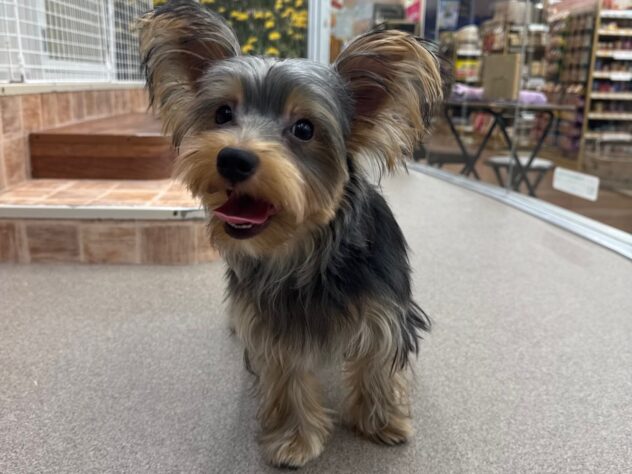 新潟県のヨークシャーテリア (アミーゴ新潟小新店/2025年3月24日生まれ/男の子/スチールブルータン)の子犬の2枚目の画像
