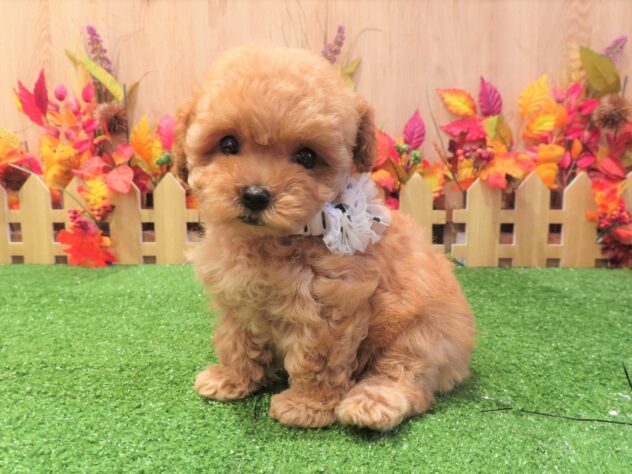 兵庫県のトイプードル(トイ) (アミーゴ伊丹店/2025年8月28日生まれ/女の子/オレンジフォーン)の子犬の2枚目の画像