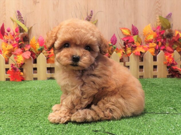 兵庫県のトイプードル(トイ) (アミーゴ伊丹店/2025年8月28日生まれ/女の子/オレンジフォーン)の子犬の4枚目の画像