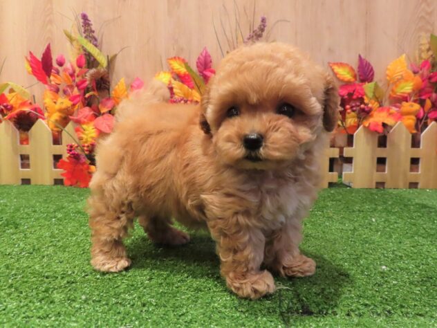 兵庫県のトイプードル(トイ) (アミーゴ伊丹店/2025年8月28日生まれ/女の子/オレンジフォーン)の子犬の3枚目の画像