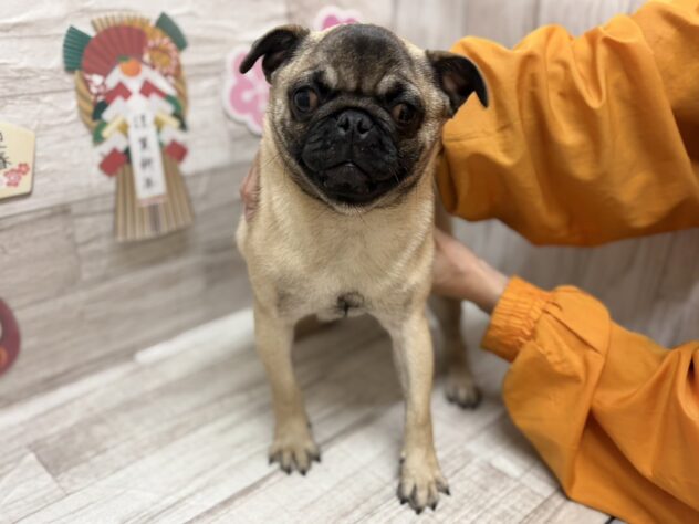 岩手県のパグ (アミーゴ一関店/2025年8月4日生まれ/男の子/フォーン)の子犬