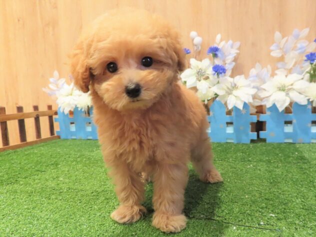 兵庫県のトイプードル(トイ) (アミーゴ伊丹店/2025年8月27日生まれ/男の子/オレンジフォーン)の子犬の2枚目の画像