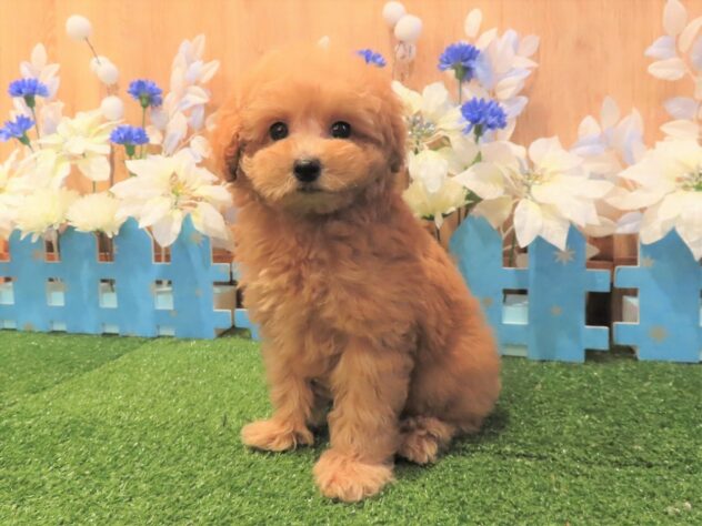 兵庫県のトイプードル(トイ) (アミーゴ伊丹店/2025年8月27日生まれ/男の子/オレンジフォーン)の子犬の1枚目の画像