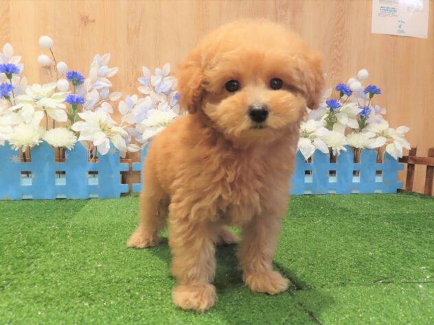 兵庫県のトイプードル(トイ) (アミーゴ伊丹店/2025年8月27日生まれ/男の子/オレンジフォーン)の子犬の3枚目の画像