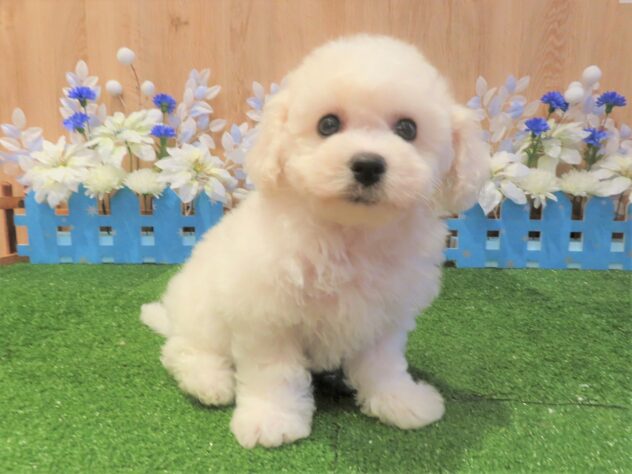 兵庫県のビションフリーゼ (アミーゴ伊丹店/2025年9月3日生まれ/女の子/ホワイト)の子犬の2枚目の画像