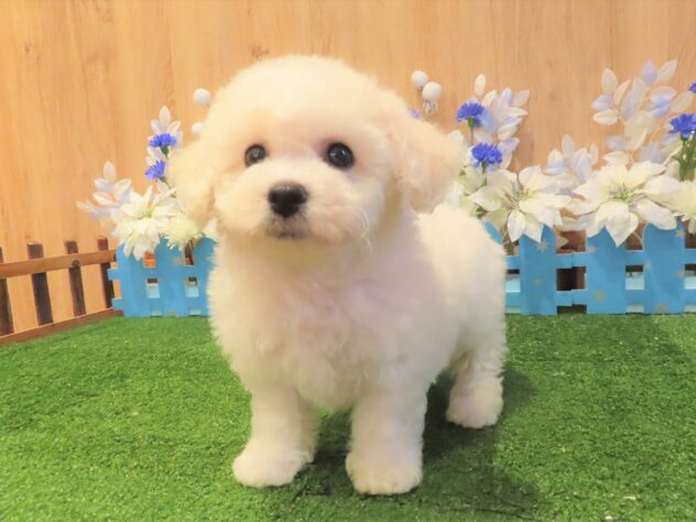 兵庫県のビションフリーゼ (アミーゴ伊丹店/2025年9月3日生まれ/女の子/ホワイト)の子犬の1枚目の画像