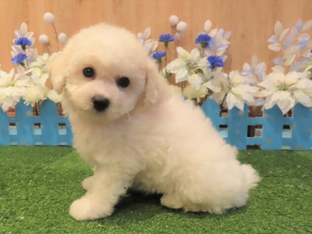 兵庫県のビションフリーゼ (アミーゴ伊丹店/2025年9月3日生まれ/女の子/ホワイト)の子犬の3枚目の画像