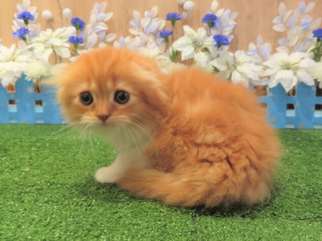 兵庫県のスコティッシュフォールド (アミーゴ伊丹店/2025年8月31日生まれ/男の子/レッドホワイト)の子猫の3枚目の画像