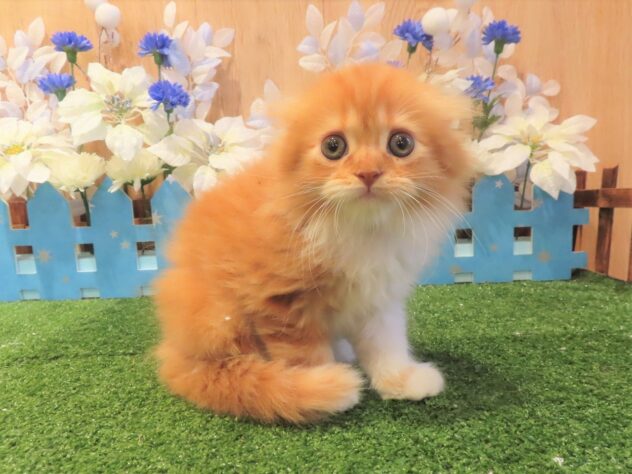 兵庫県のスコティッシュフォールド (アミーゴ伊丹店/2025年8月31日生まれ/男の子/レッドホワイト)の子猫の2枚目の画像