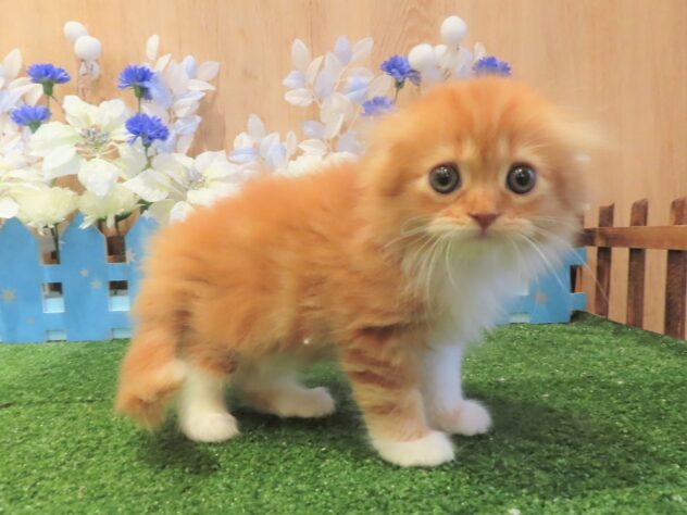 兵庫県のスコティッシュフォールド (アミーゴ伊丹店/2025年8月31日生まれ/男の子/レッドホワイト)の子猫の1枚目の画像