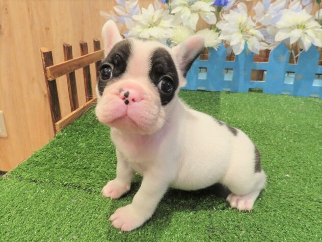 兵庫県のフレンチブルドッグ (アミーゴ伊丹店/2025年9月5日生まれ/男の子/パイド)の子犬の3枚目の画像