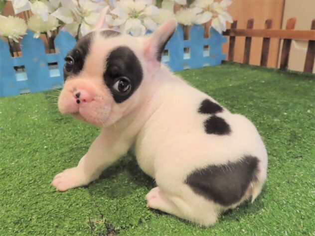 兵庫県のフレンチブルドッグ (アミーゴ伊丹店/2025年9月5日生まれ/男の子/パイド)の子犬の2枚目の画像