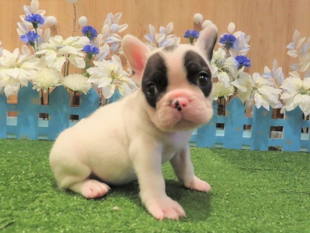 兵庫県のフレンチブルドッグ (アミーゴ伊丹店/2025年9月5日生まれ/男の子/パイド)の子犬の1枚目の画像