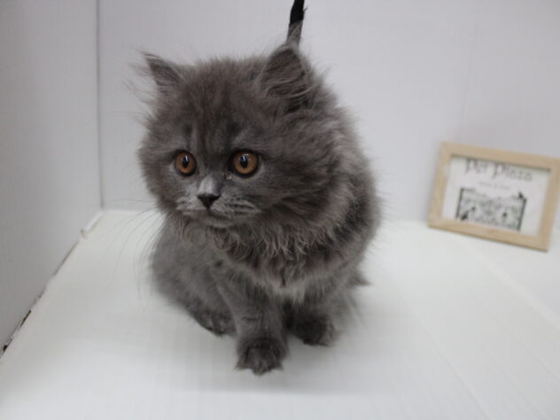 兵庫県のブリティッシュロングヘアー (ペット・プラザ アミーゴ明石魚住店/2025年5月12日生まれ/女の子/ブルー)の子猫の2枚目の画像