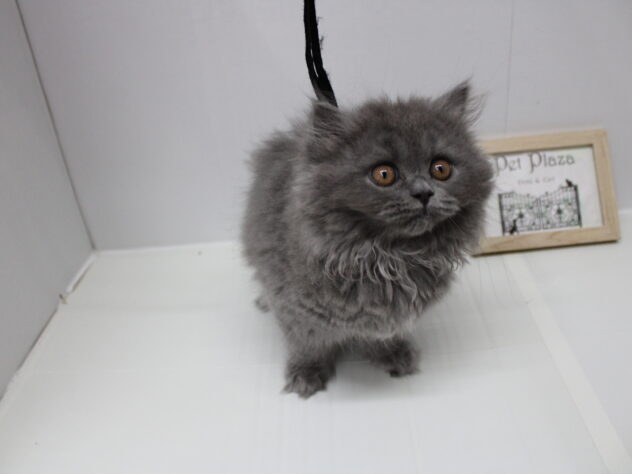 兵庫県のブリティッシュロングヘアー (ペット・プラザ アミーゴ明石魚住店/2025年5月12日生まれ/女の子/ブルー)の子猫の1枚目の画像